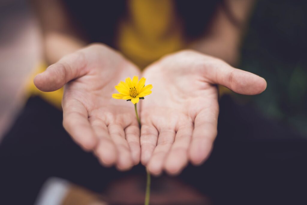 A pair of hands gently holding a small yellow flower.