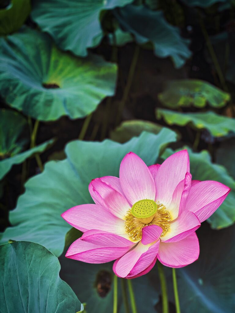 A flower Nelumbo Nucifera, also known as the lotus or water lily, in Shinobazu Pond, located within Ueno Park, Taito, Tokyo, Japan.